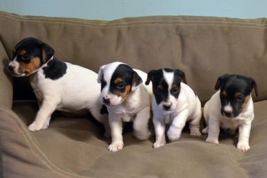 Paeson Russell Terrier puppies for sale at Cher Car Kennels