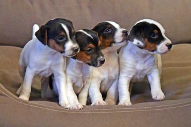 Parson Russell Terrier puppies for sale at Cher Car Kennels