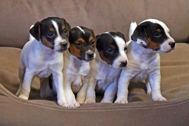 Parson Russell Terrier puppies for sale at Cher Car Kennels