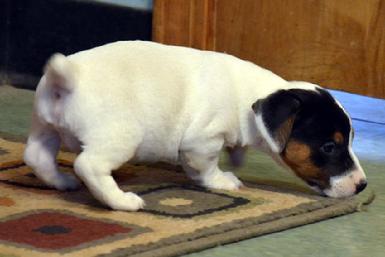 Parson Jack Russell Terrier puppies for sale at Cher Car Kennels