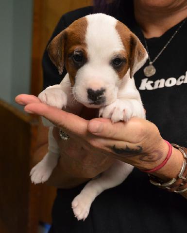 Parson Jack Russell Terrier puppies for sale at Cher Car Kennels