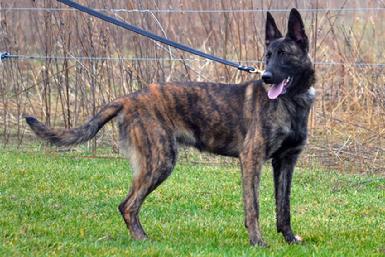 Dutch Shepherd "Xis" at Cher Car Kennels