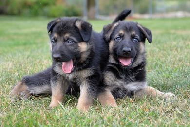 German Shepherd puppies for sale at Cher Car Kennels