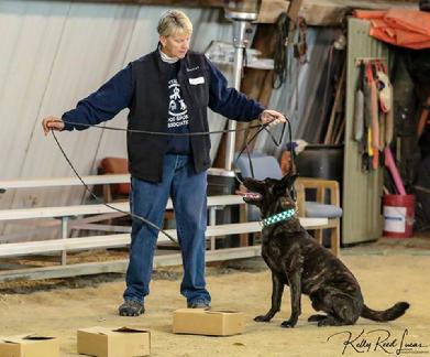 Dutch Shepherd puppies for sale at Cher Car Kennels