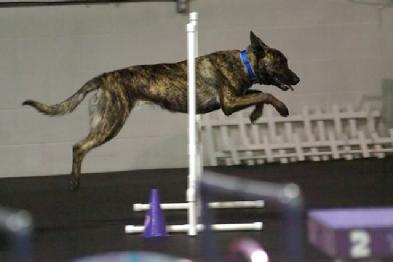 Dutch Shepherd CH "Nada" at Cher Car Kennels in St. Johns, Michigan