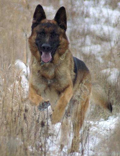 German Shepherd "Nicky" at Cher Car Kennels