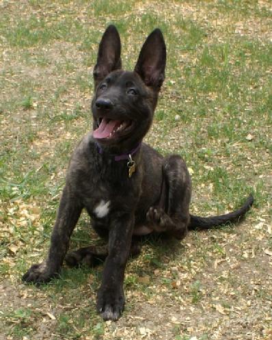Dutch Shepherd puppy at Cher Car Kennels