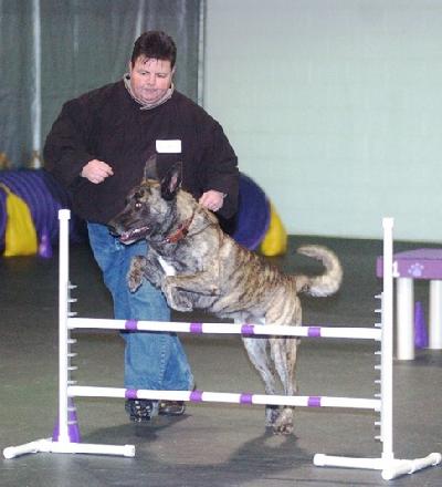 Cheryl Carlson with her award winning Dutch Shepherd "Becker" (breeder/handler/owner trained)