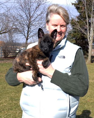 Dutch Shepherd puppies for sale at Cher Car Kennels