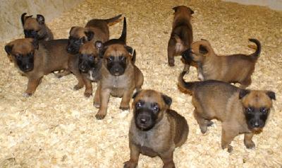 Belgian Malinois puppies