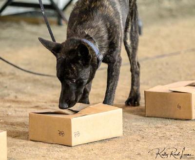 Dutch Shepherds from Cher Car Kennels