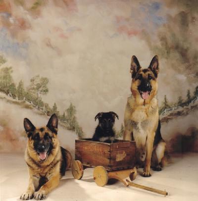 Cher Car Kennels German Shepherd Dogs