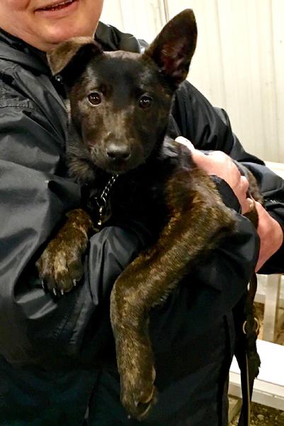 Dutch Shepherd puppies for sale at Cher Car Kennels