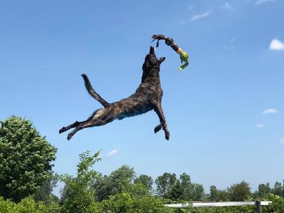 Dutch Shepherd puppies for sale at Cher Car Kennels