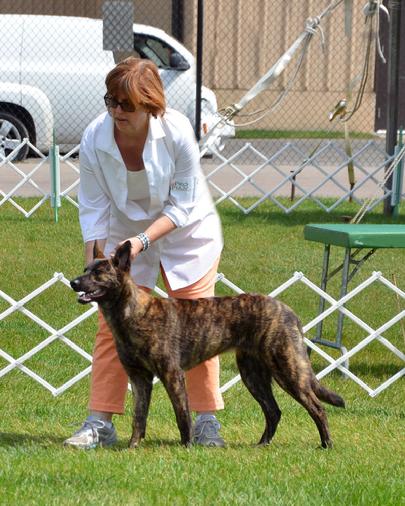 Dutch Shepherd puppies for sale at Cher Car Kennels