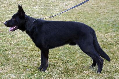 German Shepherd puppies for sale at Cher Car Kennels