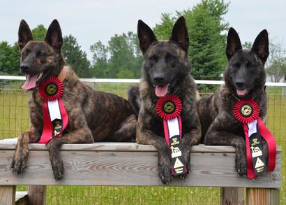 Dutch Shepherd puppies for sale at Cher Car Kennels