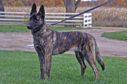 Dutch Shepherd puppies for sale at Cher Car Kennels
