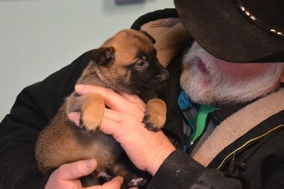 Belgian Malinois puppies for sale at Cher Car Kennels