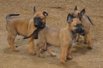 Belgian Malinois puppies for sale at Cher Car Kennels