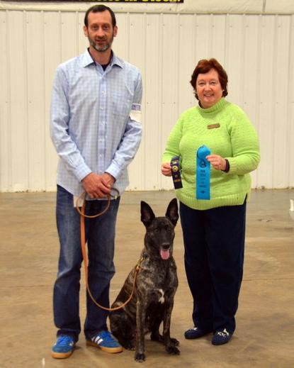 Dutch Shepherd RBIMBS GRCH "Luna" at Cher Car Kennels