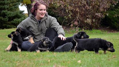 German Shepherd puppies for sale at Cher Car Kennels