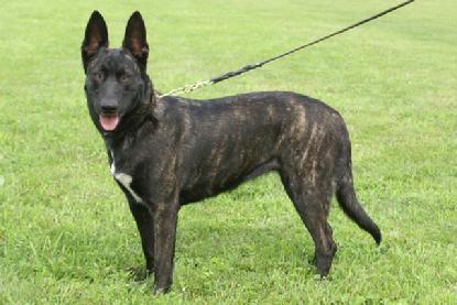 Dutch Shepherd Champion "Snap" at Cher Car Kennels