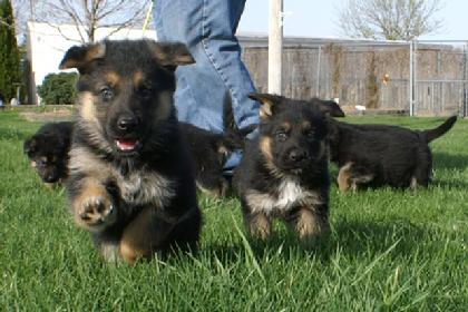 German Shepherd puppies for sale at Cher Car Kennels