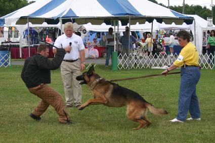 Carole Field & German Shepherd "Nicky"