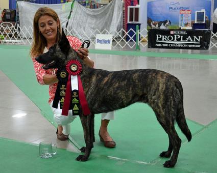 Dutch Shepherd puppies for sale at Cher Car Kennels