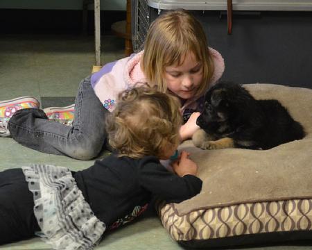 German Shepherd puppies for sale at Cher Car Kennels