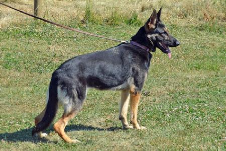 German Shepherd "Dare" at Cher Car Kennels