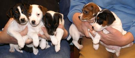 Jack Russell Terrier puppies