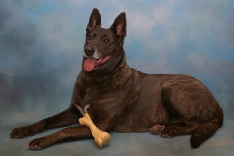 Dutch Shepherd "Rush" at Cher Car Kennels