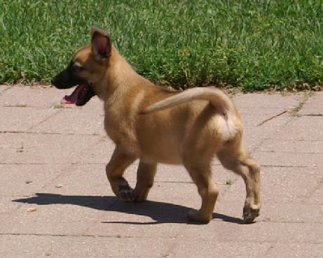 Belgian Malinois puppy