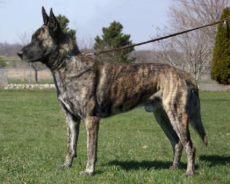 Dutch Shepherd CH "Becker" at Cher Car Kennels