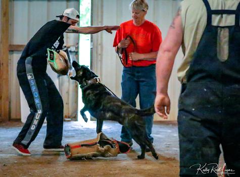 Dutch Shepherd puppies for sale at Cher Car Kennels