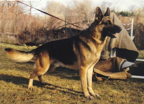 Cher Car's Notorious Son, CDX, SchH II, VB, AD,  10x FR III, Campagne Selective 500, CGC, TDI, TT, FEMA US&R