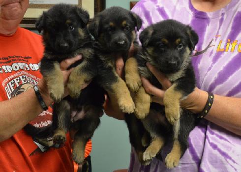 German Shepherd puppies for sale at Cher Car Kennels