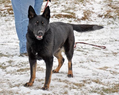 German Shepherd "Nyx" at Cher Car Kennels
