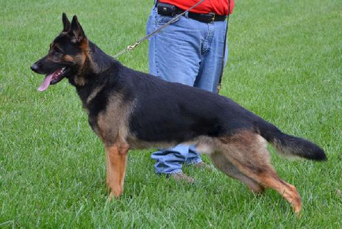 German Shepherd "Diesel" at Cher Car Kennels