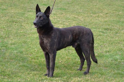 Dutch Shepherd puppies for sale at Cher Car Kennels