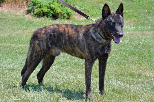 Dutch Shepherd CH "Lothar" at Cher Car Kennels