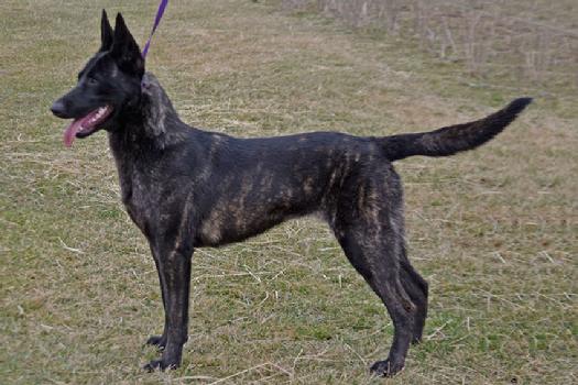 Dutch Shepherd puppies for sale at Cher Car Kennels