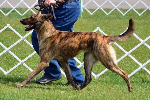 Dutch Shepherd puppies at Cher Car Kennels