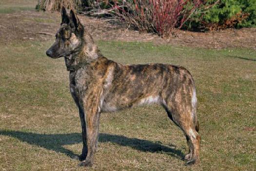 Dutch Shepherd puppies for sale at Cher Car Kennels