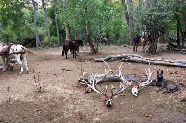 Dutch Shepherd herding cattle and hunting elk, buffalo, bear and mountain lion.