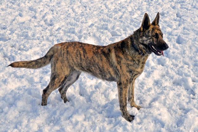 Brindle dutch shepherd for sales sale