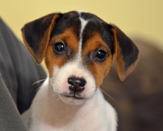 Parson Jack Russell Terrier puppy for sale at Cher Car Kennels