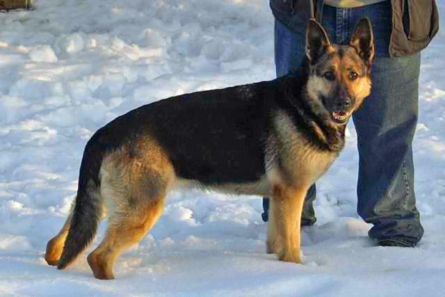 German Shepherd "Echo" at Cher Car Kennels